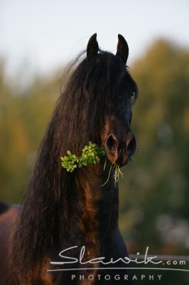 staj_ufonek1413.jpg staj_ufonek1413.jpg