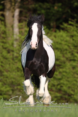 staj_ufonek26224.jpg staj_ufonek26224.jpg