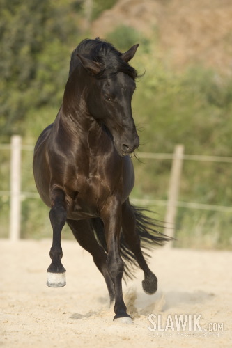 Andalusier Re__lampago 5631.JPG Andalusier Re__lampago 5631.JPG