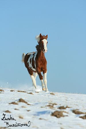 staj_ufonek31087.jpg staj_ufonek31087.jpg